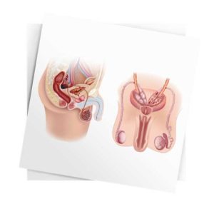 Anatomisk bildeblokk menn